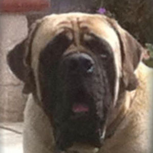 Meet your Posher, Max